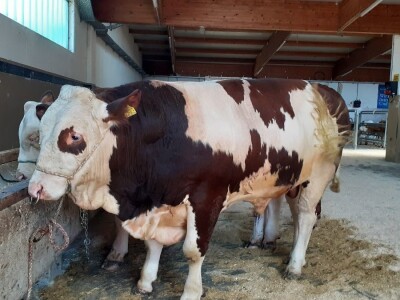 Hrvatski stočari u Austriji