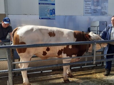 Hrvatski stočari u Austriji