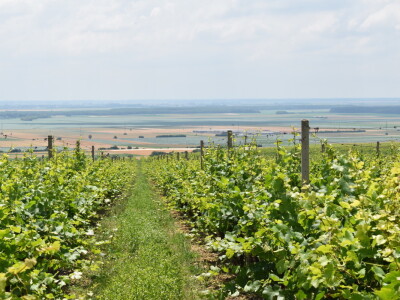 Hrvatski vinski brevijar