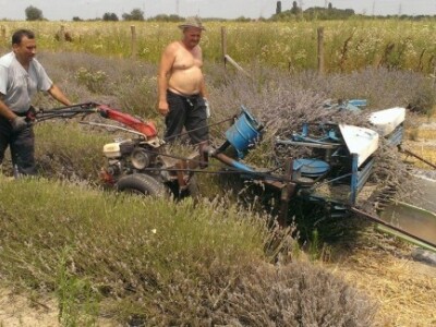 Hvarski biznis u Slavoniji