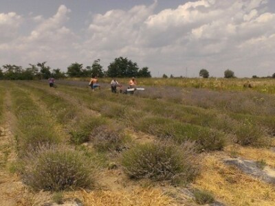 Berba lavande na imanju Davora Hržice