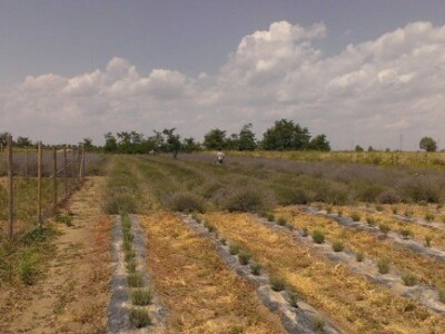 Strojna berba lavande