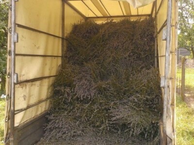 Purpurni cvjetovi idu na sušenje