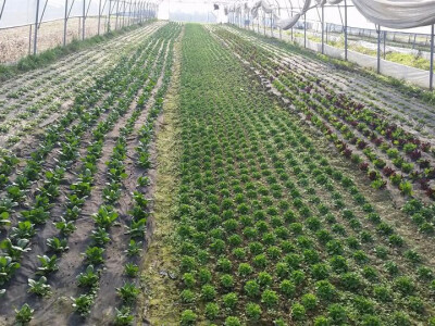 sadikovic6 sadikovic6