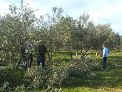 HUMANOST NA DJELU - Priskočili u pomoć i orezali maslinike oboljelim maslinarima