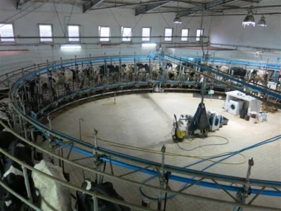 Farma muznih krava