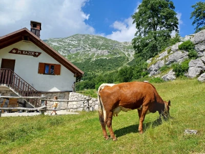 Planinsko gospodarstvo u Podmelcu Andreja Hvala
