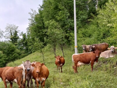Planinsko gospodarstvo u Podmelcu Andreja Hvala Planinsko gospodarstvo u Podmelcu Andreja Hvala