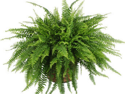 Bostonska paprat Bostonska paprat