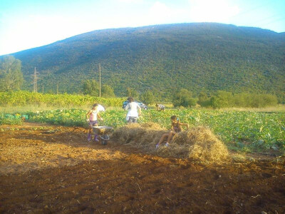 I djevojčice pomažu odraslima u uzgoju tikava