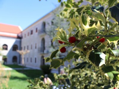 I fratri na Humcu sade masline