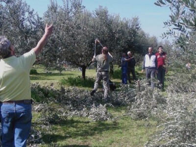 Mladi u akciji rezidbe maslinovih stabala