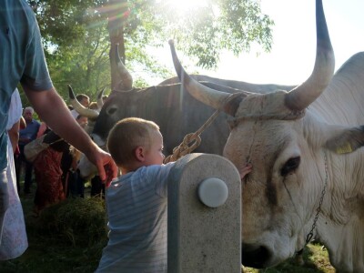 Smotra istarskih volova