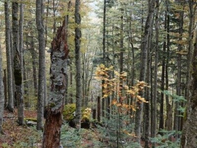 I Štokić duliba ide pod zaštitu I Štokić duliba ide pod zaštitu