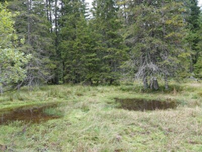 I Štokić duliba ide pod zaštitu I Štokić duliba ide pod zaštitu