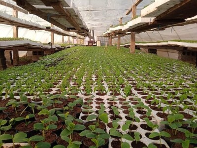 Iako je sve poskupilo, mi nećemo povećati cijenu rasada Iako je sve poskupilo, mi nećemo povećati cijenu rasada