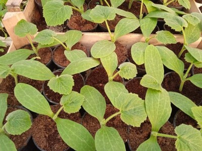 Iako je sve poskupilo, mi nećemo povećati cijenu rasada Iako je sve poskupilo, mi nećemo povećati cijenu rasada