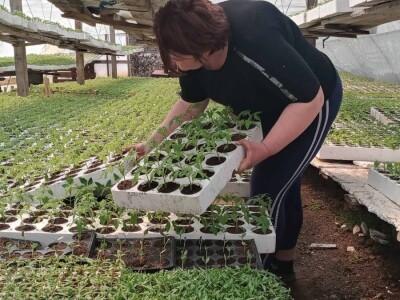 Iako je sve poskupilo, mi nećemo povećati cijenu rasada Iako je sve poskupilo, mi nećemo povećati cijenu rasada