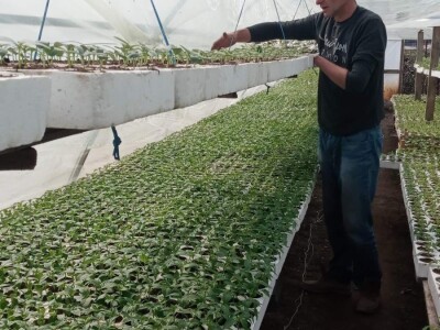 Iako je sve poskupilo, mi nećemo povećati cijenu rasada Iako je sve poskupilo, mi nećemo povećati cijenu rasada