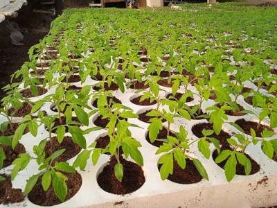 Iako je sve poskupilo, mi nećemo povećati cijenu rasada Iako je sve poskupilo, mi nećemo povećati cijenu rasada