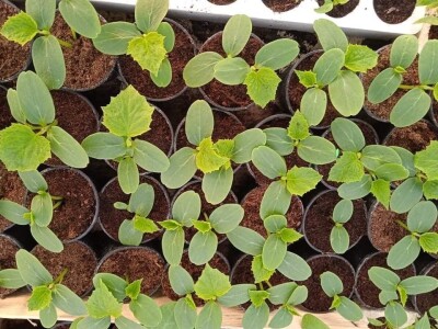 Iako je sve poskupilo, mi nećemo povećati cijenu rasada Iako je sve poskupilo, mi nećemo povećati cijenu rasada