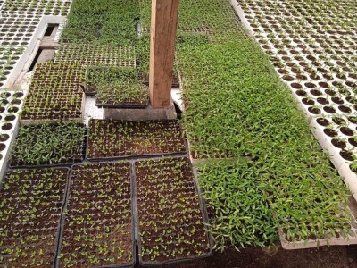 Iako je sve poskupilo, mi nećemo povećati cijenu rasada Iako je sve poskupilo, mi nećemo povećati cijenu rasada