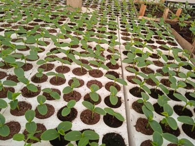 Iako je sve poskupilo, mi nećemo povećati cijenu rasada Iako je sve poskupilo, mi nećemo povećati cijenu rasada