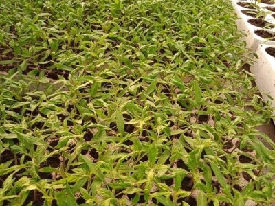 Iako je sve poskupilo, mi nećemo povećati cijenu rasada Iako je sve poskupilo, mi nećemo povećati cijenu rasada