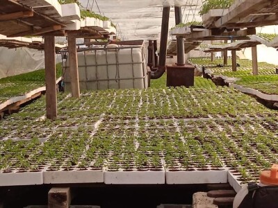 Iako je sve poskupilo, mi nećemo povećati cijenu rasada Iako je sve poskupilo, mi nećemo povećati cijenu rasada