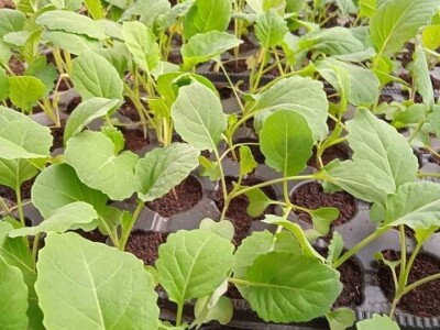 Iako je sve poskupilo, mi nećemo povećati cijenu rasada Iako je sve poskupilo, mi nećemo povećati cijenu rasada