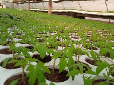 Iako je sve poskupilo, mi nećemo povećati cijenu rasada Iako je sve poskupilo, mi nećemo povećati cijenu rasada