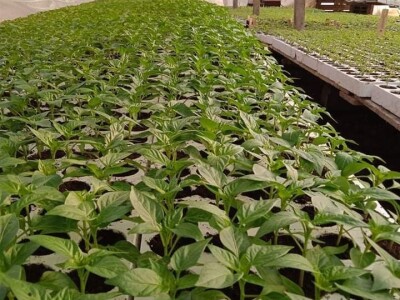 Iako je sve poskupilo, mi nećemo povećati cijenu rasada Iako je sve poskupilo, mi nećemo povećati cijenu rasada