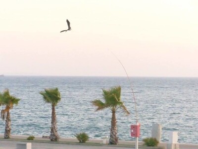 SCARYBIRD - Efikasno i na moru protiv galebova