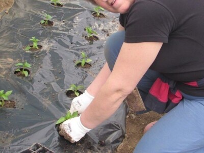 Ibrahim i Jasminka Ajanović: Uz plastenik se podmlađujemo Ibrahim i Jasminka Ajanović: Uz plastenik se podmlađujemo