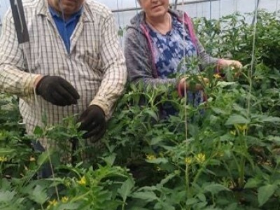 Ibrahim i Jasminka Ajanović: Uz plastenik se podmlađujemo Ibrahim i Jasminka Ajanović: Uz plastenik se podmlađujemo