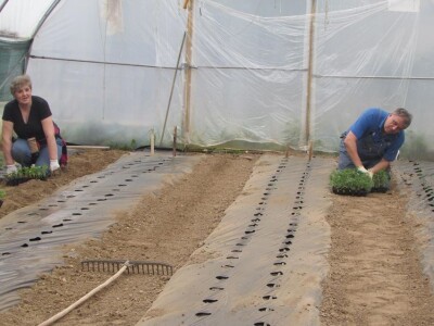 Ibrahim i Jasminka Ajanović: Uz plastenik se podmlađujemo Ibrahim i Jasminka Ajanović: Uz plastenik se podmlađujemo