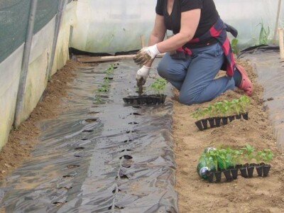 Ibrahim i Jasminka Ajanović: Uz plastenik se podmlađujemo Ibrahim i Jasminka Ajanović: Uz plastenik se podmlađujemo