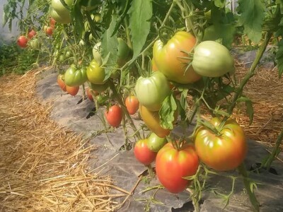 Ibrahim i Jasminka Ajanović: Uz plastenik se podmlađujemo Ibrahim i Jasminka Ajanović: Uz plastenik se podmlađujemo