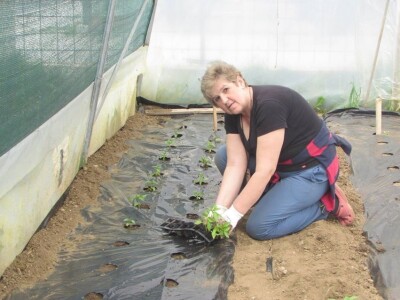 Ibrahim i Jasminka Ajanović: Uz plastenik se podmlađujemo Ibrahim i Jasminka Ajanović: Uz plastenik se podmlađujemo