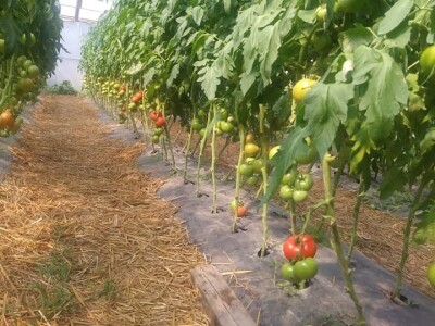 Ibrahim i Jasminka Ajanović: Uz plastenik se podmlađujemo Ibrahim i Jasminka Ajanović: Uz plastenik se podmlađujemo