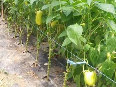 Ibrahim i Jasminka Ajanović: Uz plastenik se podmlađujemo Ibrahim i Jasminka Ajanović: Uz plastenik se podmlađujemo