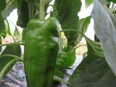 Ibrahim i Jasminka Ajanović: Uz plastenik se podmlađujemo Ibrahim i Jasminka Ajanović: Uz plastenik se podmlađujemo