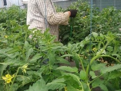 Ibrahim i Jasminka Ajanović: Uz plastenik se podmlađujemo Ibrahim i Jasminka Ajanović: Uz plastenik se podmlađujemo