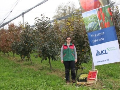Darsad d.o.o., Tanja Baškovč, uzgoj kakija