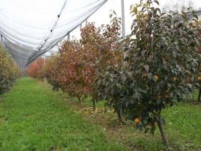 Darsad d.o.o., Slovenija