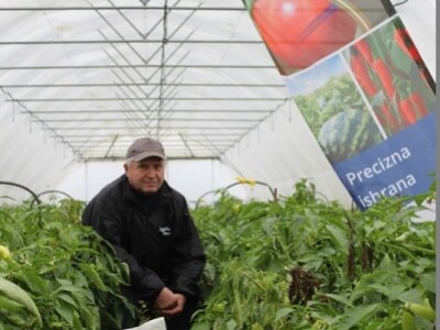 Kmetija Jurečič, Slovenija, uzgoj paprike