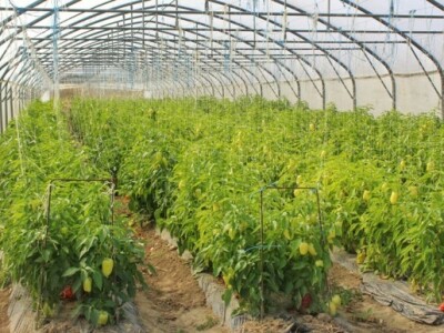 Kmetija Jurečič, Slovenija