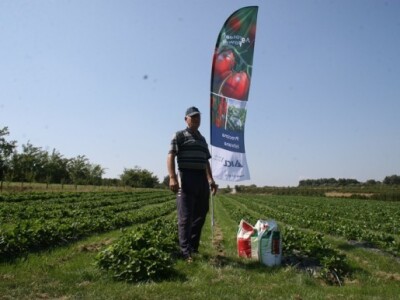 Dragoslav Milosavljević, Malo Orašje