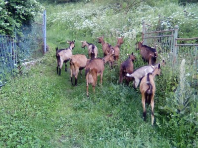 Idriz Halilović je svojevsrna atrakcija, pčelar i lovac "na starinski način" Idriz Halilović je svojevsrna atrakcija, pčelar i lovac "na starinski način"