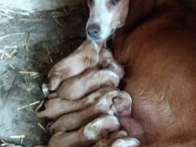 Idriz Halilović je svojevsrna atrakcija, pčelar i lovac "na starinski način" Idriz Halilović je svojevsrna atrakcija, pčelar i lovac "na starinski način"